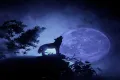 Howl at the moon