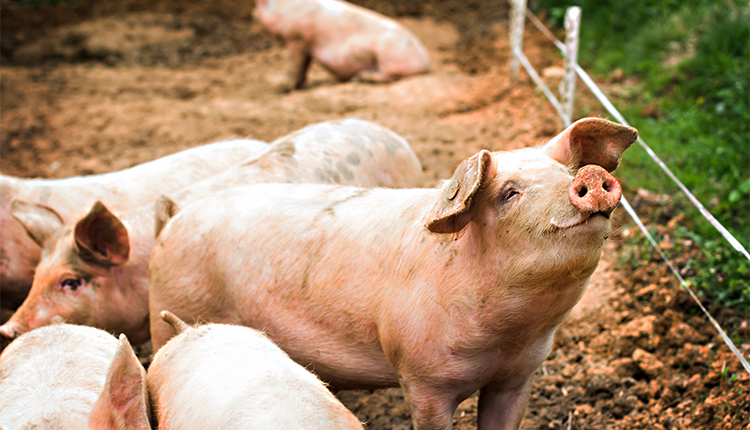 China's Pig Breeding Plant Inventory on the Rise - Finance Brokerage