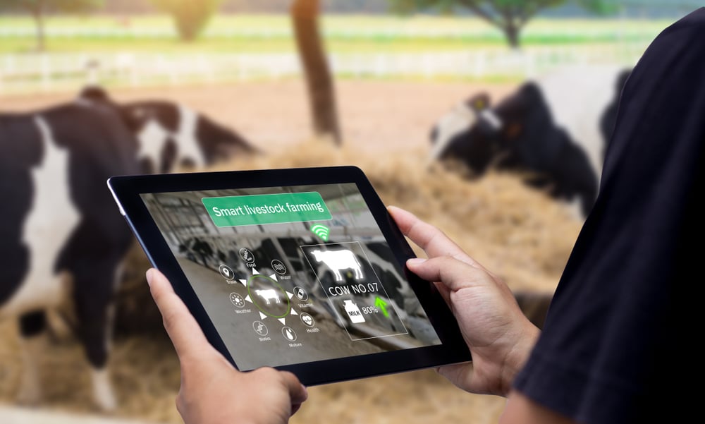 Ganadería inteligente de Agritech. Manos usando tableta digital con vaca borrosa como fondo